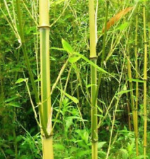 Spectrum bamboo phyllostachys for sale  Raeford