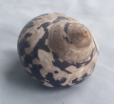 Trochus snail shell for sale  SWANSEA