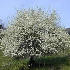 Prunus mahaleb ciliegio usato  Reggio Emilia