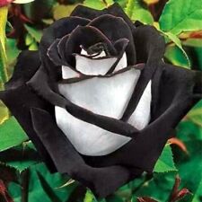 Black white rose for sale  Shipping to Ireland