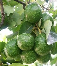Pianta avocado choquette usato  Italia