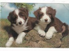 Bernard puppies postcard for sale  ROCHESTER