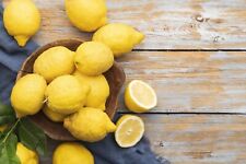 Meyer lemon trees for sale  Manvel