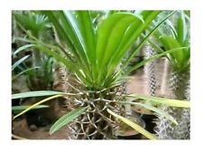 5x Pachypodium Lamerei Madagascar Palm Caudex Plants - Seeds B17 for sale  Shipping to South Africa