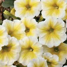 Yellow white petunia for sale  Ravensdale