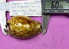 Cypraea stercoraria for sale  Tokeland