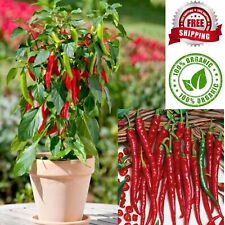 CHILI Hot Pepper Flame Chili Red Vegetable CEYLON Organic Garden Free shipping for sale  Shipping to South Africa