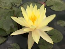  15 SEMI DI NINFEA CREAM "Nymphaea Lotus " usato  Trappeto
