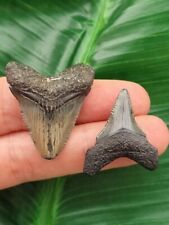 Set zähnen megalodon gebraucht kaufen  Jebenhsn.,-Bartenbach