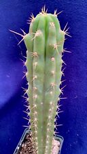 Rare columnar cactus for sale  PENZANCE