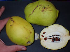 Falso chinese quince usato  Spedire a Italy
