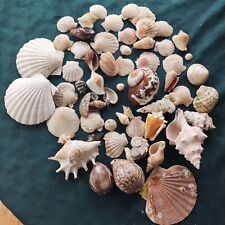 sea urchin shell for sale  MELTON MOWBRAY