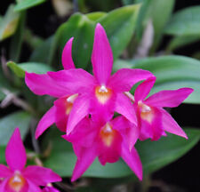 Orchidea laelia anceps usato  Spedire a Italy