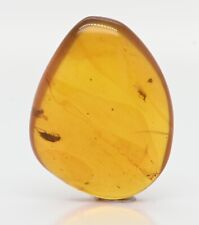 Fossil Insect inclusion in Burmese Amber - Two Beetles and Diptera for sale  Shipping to South Africa