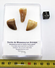Lot dents mosasaurus d'occasion  France