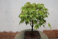 japanese maple for sale  Freeport