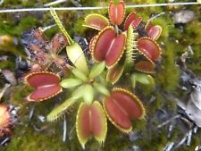 2023-120 Venus Flytrap, semillas Dionaea - emboscada púrpura, DCXL, B52, mandíbulas grandes, ángel segunda mano  Embacar hacia Argentina