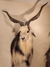 Feral goat mammal for sale  Las Vegas
