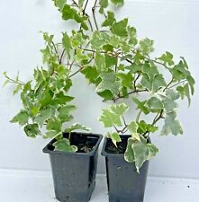 IVY HEDERA HELIX  Pack of 2 Plants for sale  NOTTINGHAM