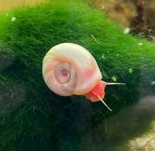 Pink pearl ramshorn for sale  PENZANCE