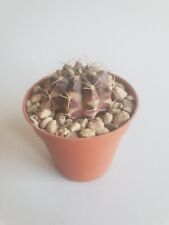 Used, Gymnocalycium mihanovichii variegata - Larghezza 3 cm - vaso/pot 5cm 🌵🌵 for sale  Shipping to South Africa