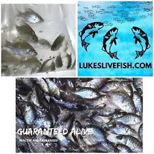 Live bluegill fish for sale  Lonoke