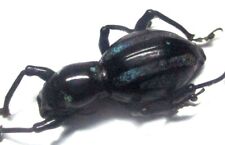 N021 BNE | CL : Pachyrrhynchus species? female 20mm NEW!!!!!!!!!!!!, used for sale  Shipping to South Africa