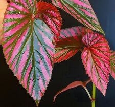 begonias for sale  NOTTINGHAM