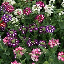 Mammoth verbena flower for sale  New Hill