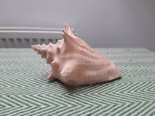 Conch shell large for sale  WELWYN GARDEN CITY