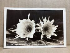 Night Blooming Cereus Hawaiian Islands Hawaii RPPC Vintage Postcard 46 for sale  Shipping to South Africa