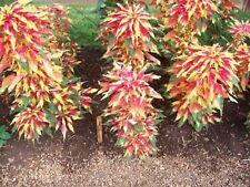 Amaranthus tri color d'occasion  Expédié en Belgium