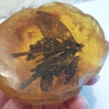 amber insect for sale  HOCKLEY