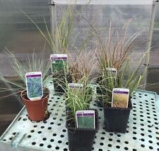 Ornamental grass herbaceous for sale  GLOUCESTER