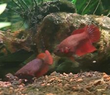 Red female betta for sale  CAMBRIDGE