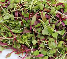 Spicy salad microgreen for sale  Minneapolis