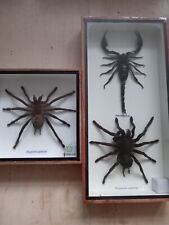 Taxidermy tarantula scorpion for sale  BRISTOL