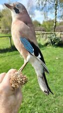 Taxidermy birds corvid for sale  UK