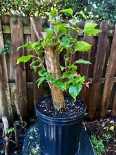 Bonsai style pre for sale  Bonita Springs