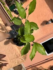 Lemon tree young for sale  Sarasota