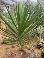 Yucca aloifolia pianta usato  Menfi