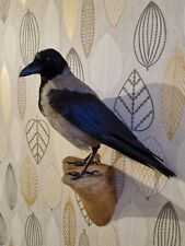 Taxidermy hooded crow for sale  MARLOW