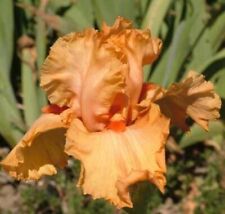 Bearded iris rhizome for sale  Davis