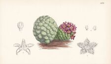 Trichocaulon pictum cactus gebraucht kaufen  Seubersdorf