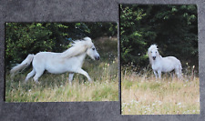 Postkarte shetland pony gebraucht kaufen  Limburg