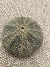 sea urchin for sale  LONDON