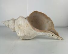 horse conch for sale  El Dorado