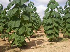 Paulownia shang tong for sale  Shipping to Ireland