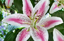 Oriental lily fragrant for sale  Springfield