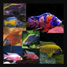Assorted peacock malawi for sale  HORLEY